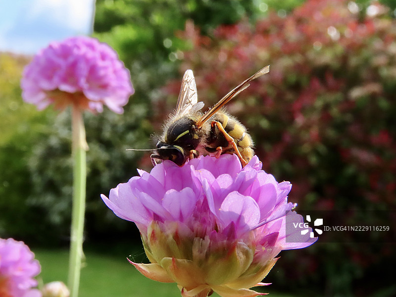 粉色花朵上的蜜蜂特写，卡尔肖顿，英国图片素材