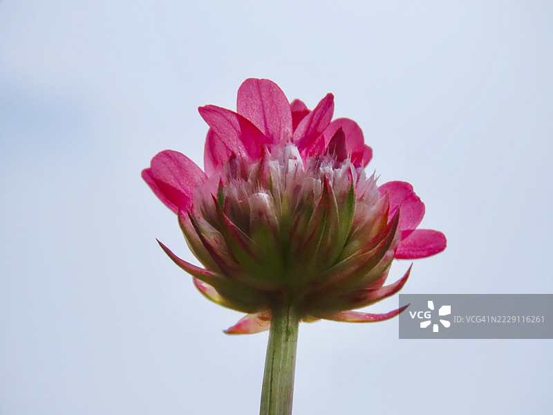 粉色花朵特写，背景为天空，卡尔沙尔顿，英国图片素材