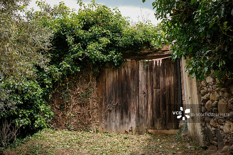 葡萄牙莱里亚阿古达的森林树木图片素材
