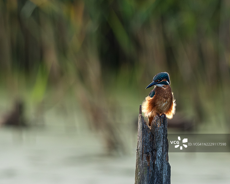 金色、蓝色和绿松石色的翠鸟栖息在树桩上，背景是池塘水面和模糊的芦苇，莱斯特，英国图片素材