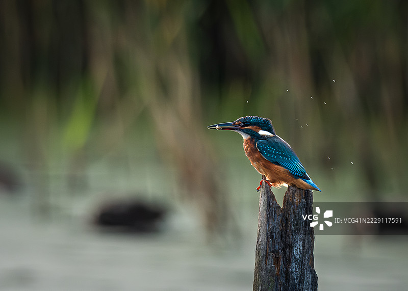 金色、蓝色和绿松石色的翠鸟栖息在树桩上，背景是池塘水面和模糊的芦苇，莱斯特，英国图片素材