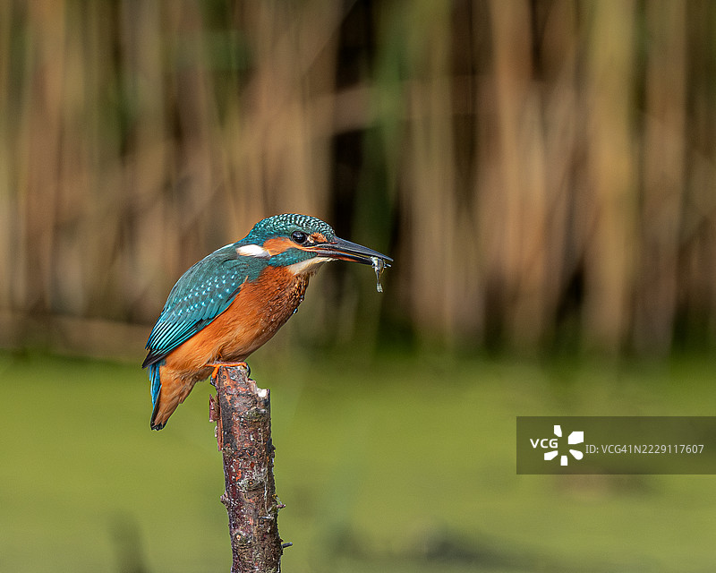 栖息的金色翠鸟嘴里叼着小鱼，莱斯特，英国图片素材