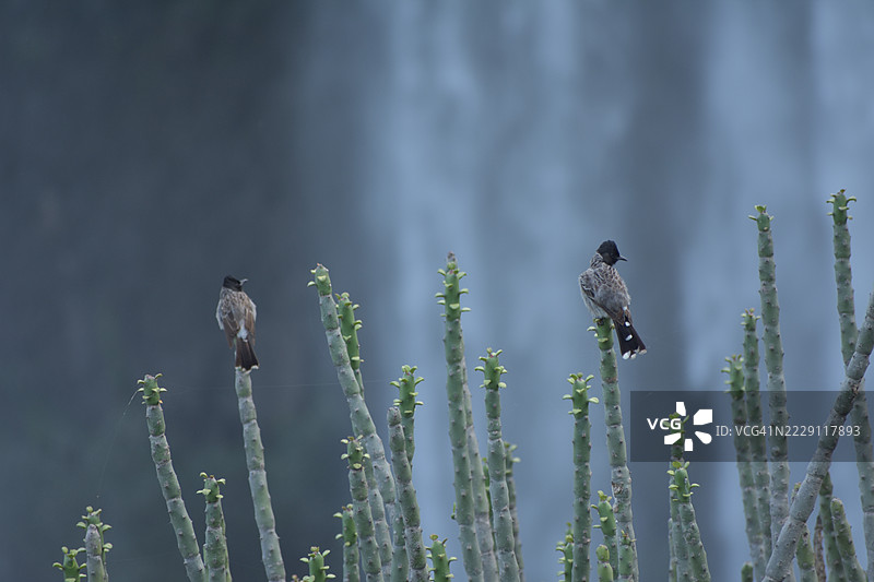 鸟儿栖息在植物上的特写，印度，中央邦，印多尔图片素材