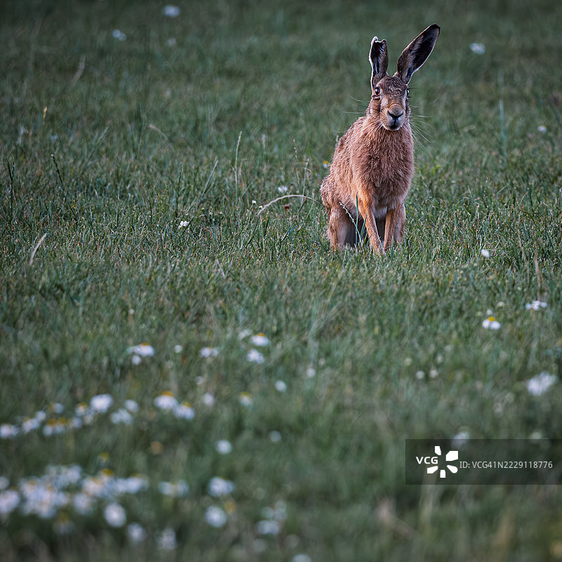 欧洲野兔或棕色野兔（Lepus europaeus）在开满雏菊的短草地上，莱斯特，英国图片素材