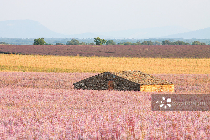 一座谷仓，四周环绕着克拉里鼠尾草（Salvia sclarea）、谷物和薰衣草，位于法国普罗旺斯的瓦朗索尔高原。图片素材