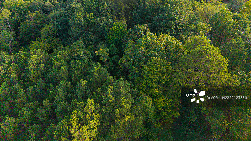 秋天的开始在变幻的森林树木中图片素材