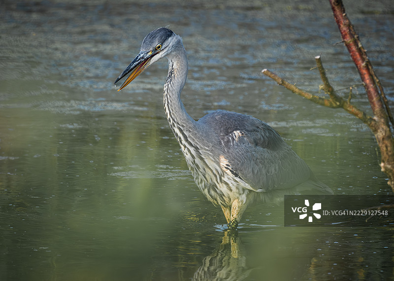 大蓝鹭在池塘水中踱步，寻找小鱼，背景是高高的芦苇，莱斯特，英国图片素材