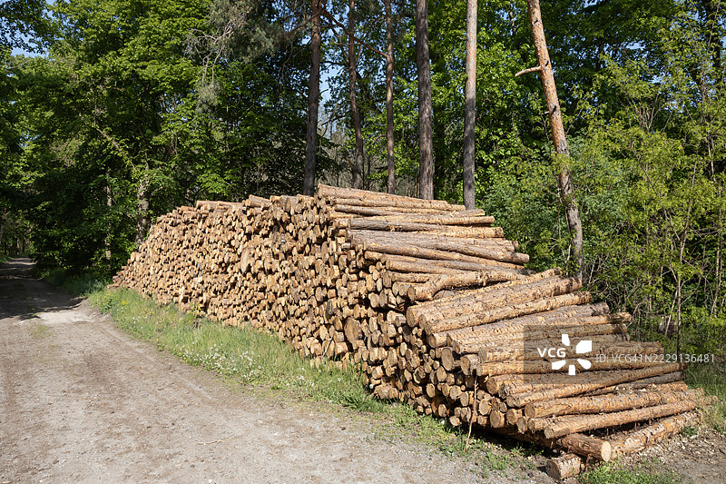 森林中泥土路旁的大堆树干图片素材