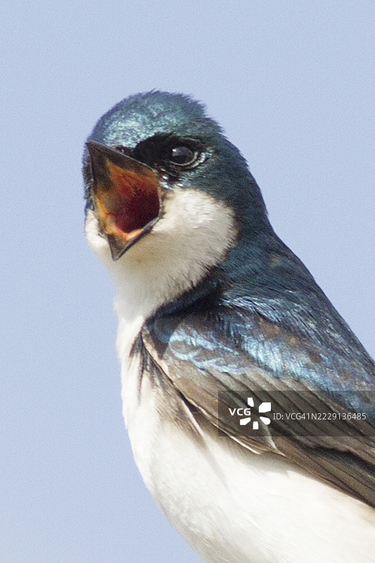 树燕近距离鸣叫特写图片素材