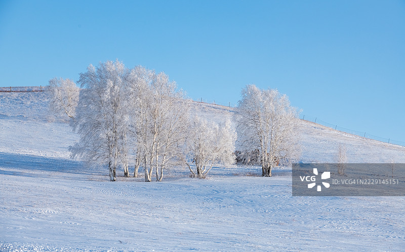 令人惊叹的冬季风景，霜冻覆盖的树木在晴朗的蓝天下图片素材