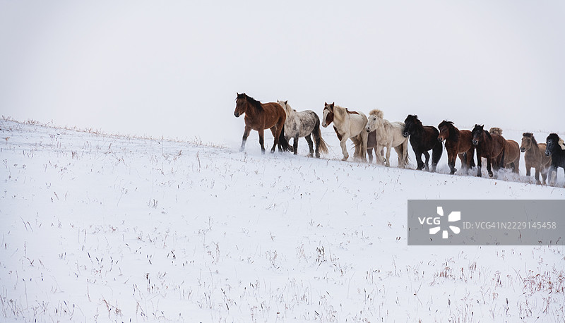 一群马在冬季雪覆盖的田野上行走图片素材