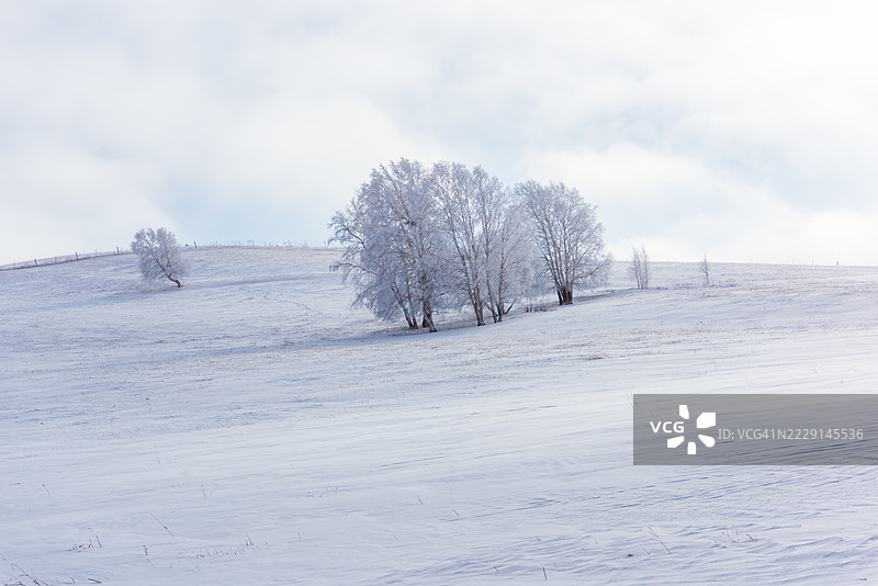 被雪覆盖的风景，霜冻的树木在阴云密布的天空下图片素材
