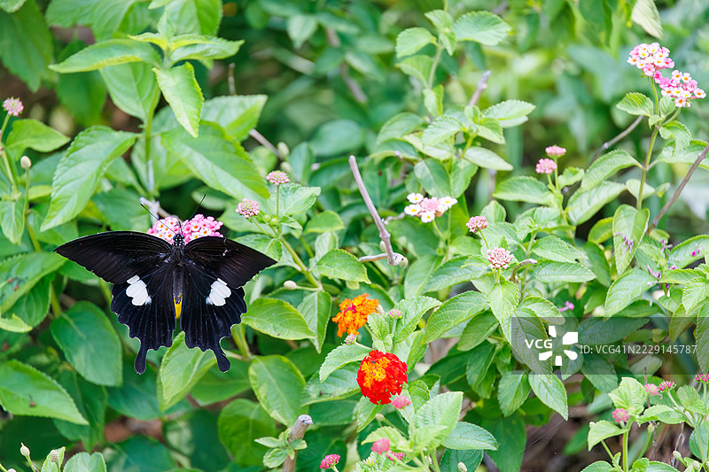 红色海伦蝶，学名Papilio helenus。燕尾蝶。正在吸食蓝花丹的花蜜。日本静冈县加茂地区南伊豆町 - 2025年7月5日，在石廊崎海洋公园公交车站，换乘前往中木的公交车。图片素材