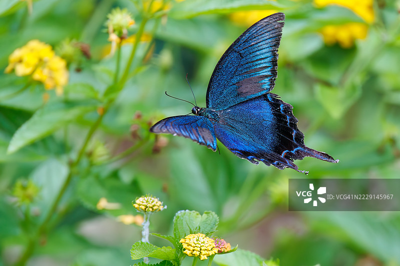 中国孔雀蝶，Papilio dehaanii。燕尾蝶。正在吸食蓝花丹的花蜜。日本静冈县加茂地区南伊豆町 - 2025年7月5日，在石廊崎海洋公园公交车站，换乘前往中木的公交车。图片素材