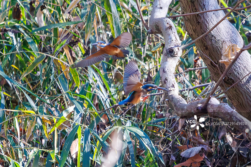 一对美丽的翠鸟（Alcedo atthis）潜入沼泽捕捉猎物。日本埼玉县北本市自然观察公园 - 2024年12月29日图片素材