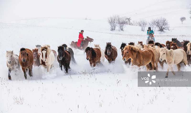 一群马在冬天的雪地中奔跑，骑手在马背上。图片素材