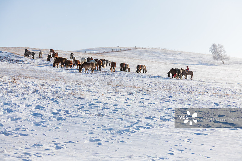 冬季雪覆盖的山丘上，一群马在吃草图片素材