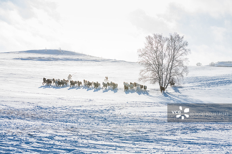 一群马在覆盖着雪的田野上行走，旁边是一棵光秃的树。图片素材