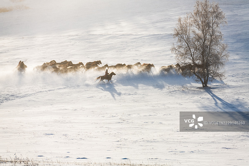 马在雪地里奔跑，孤独的树木矗立其中图片素材