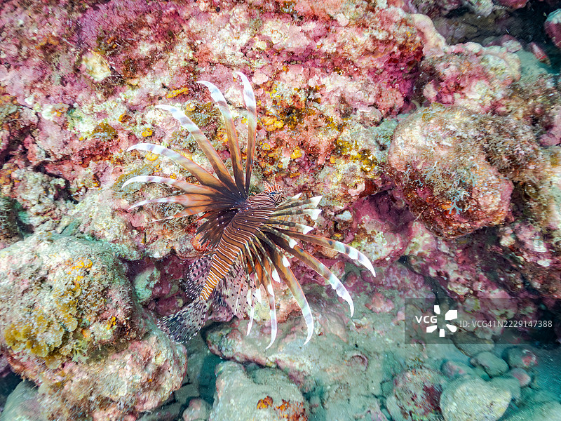 红狮子鱼，飞鱼属。海洞中的鱼群。日本静冈县南伊豆中木港的平子海滩 - 2025年7月6日。平子海滩是日本本岛本州最佳浮潜地点之一。图片素材