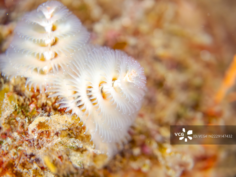 美丽的花朵状圣诞树虫(Spirobranchus giganteus)是珊瑚的寄生虫。这种昆虫的鳃属于毛虫科。日本静冈县伊豆半岛南伊豆中木港的平藏海滩。- 2025年7月6日。图片素材