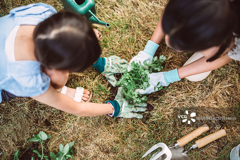 孩子们在家庭花园里一起种植香草图片素材