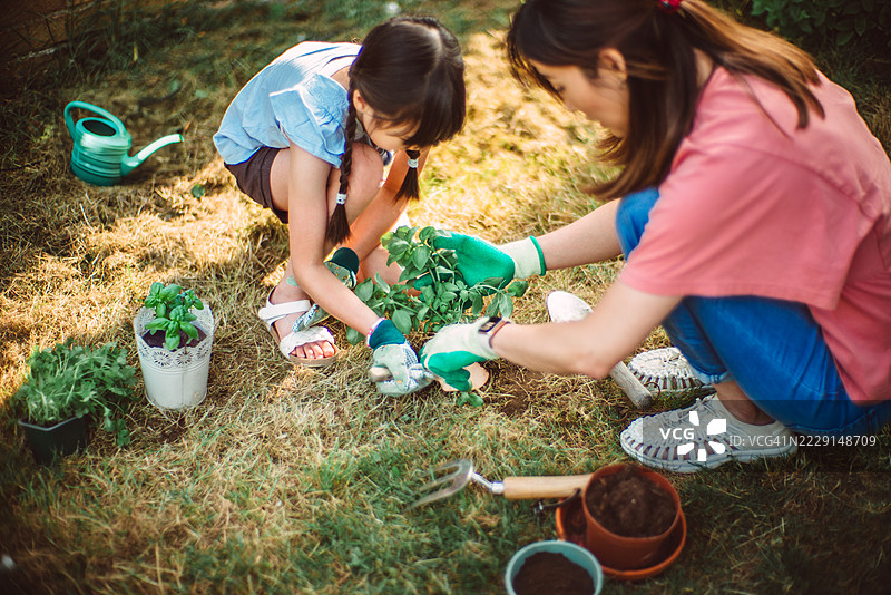父母和孩子在花园里一起种植香草图片素材