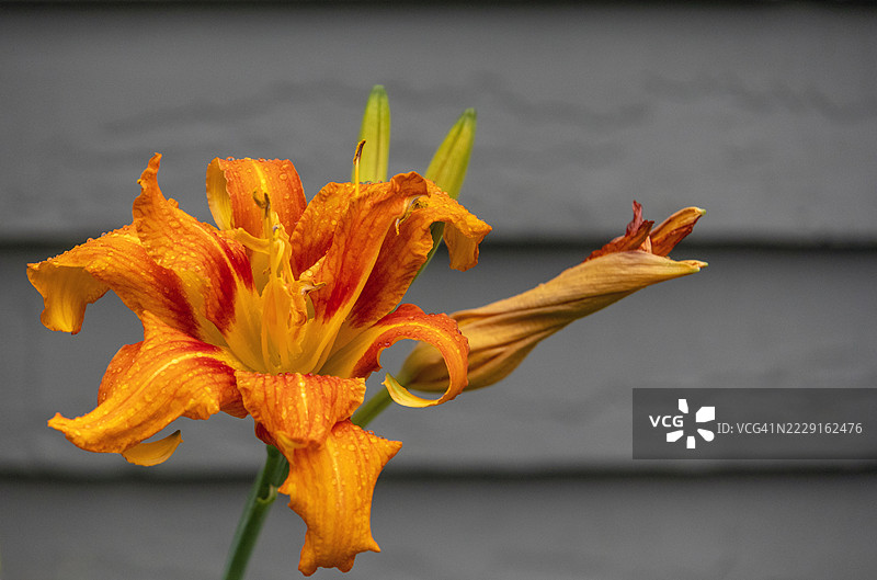 盛开的橙色日百合图片素材