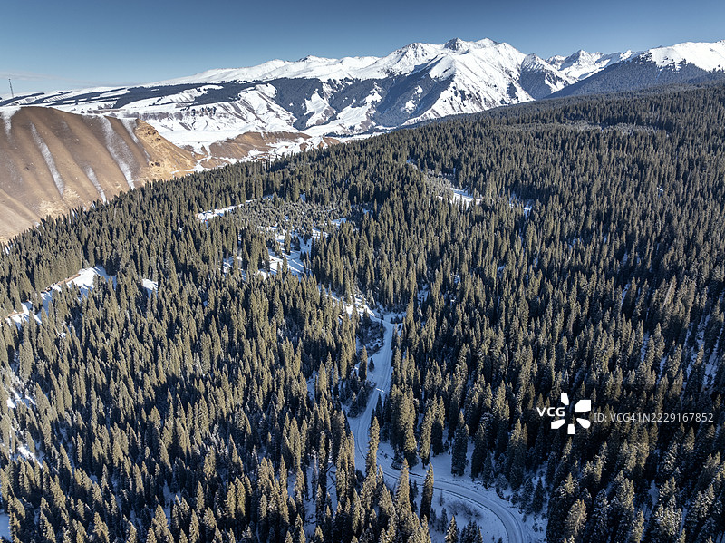 高角度俯瞰雪山映衬下的云杉森林图片素材