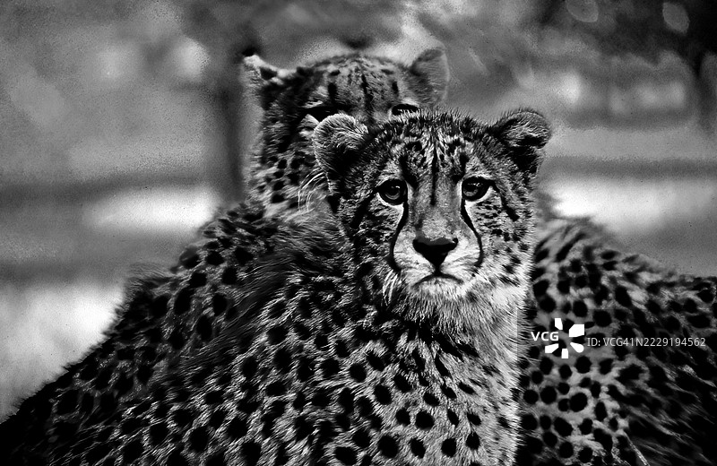 猎豹幼崽肖像图片素材