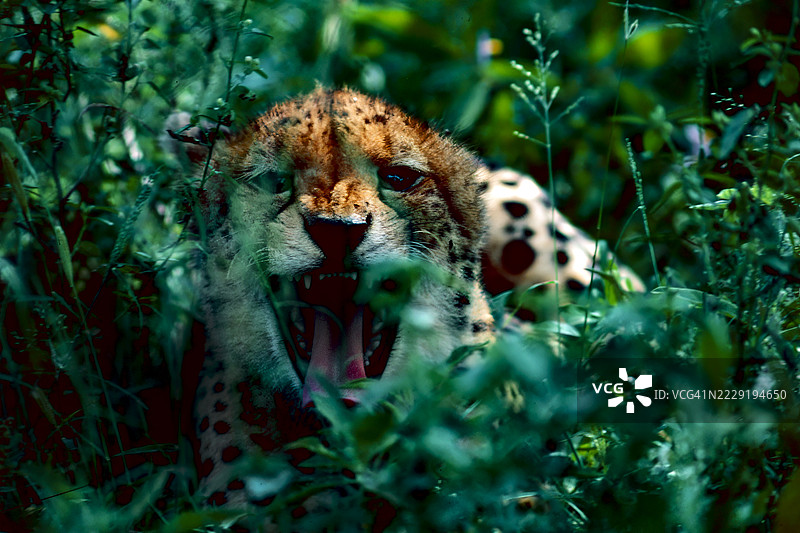 愤怒的猎豹幼崽图片素材