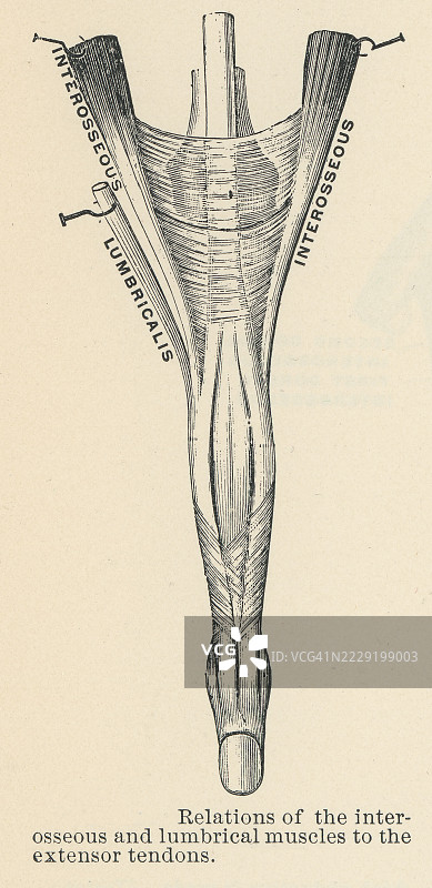 人手肌肉的古老雕刻插图 - 骨间肌和虫状肌与伸肌腱的关系图片素材