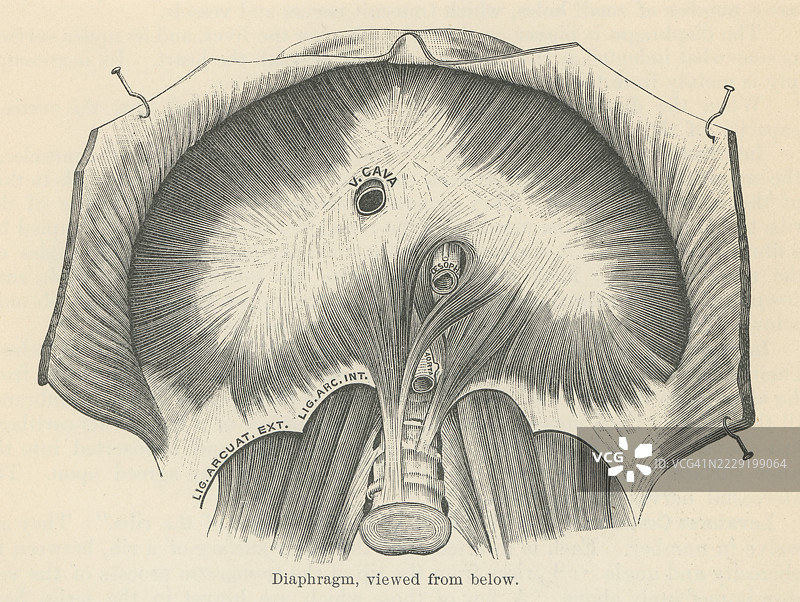 旧版雕刻插图显示人类横膈膜、胸腔横膈膜或横膈膜 - 一层延伸至胸腔底部的内部骨骼肌。图片素材
