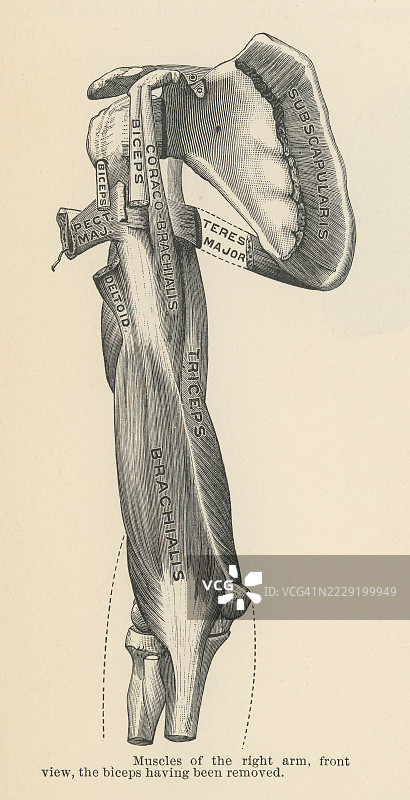 老式雕刻插图：人手肌肉 - 前臂肌肉图片素材