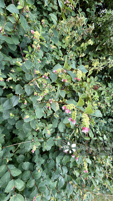 常见雪果灌木（Symphoricarpos albus），含苞待放的花蕾、盛开的粉色花朵以及白色浆果，特写镜头。图片素材