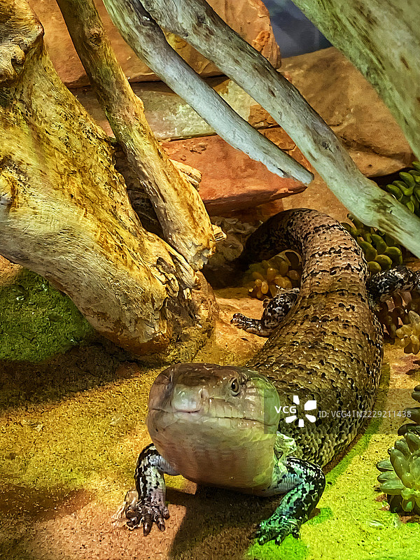 巨型蝾螈图片素材