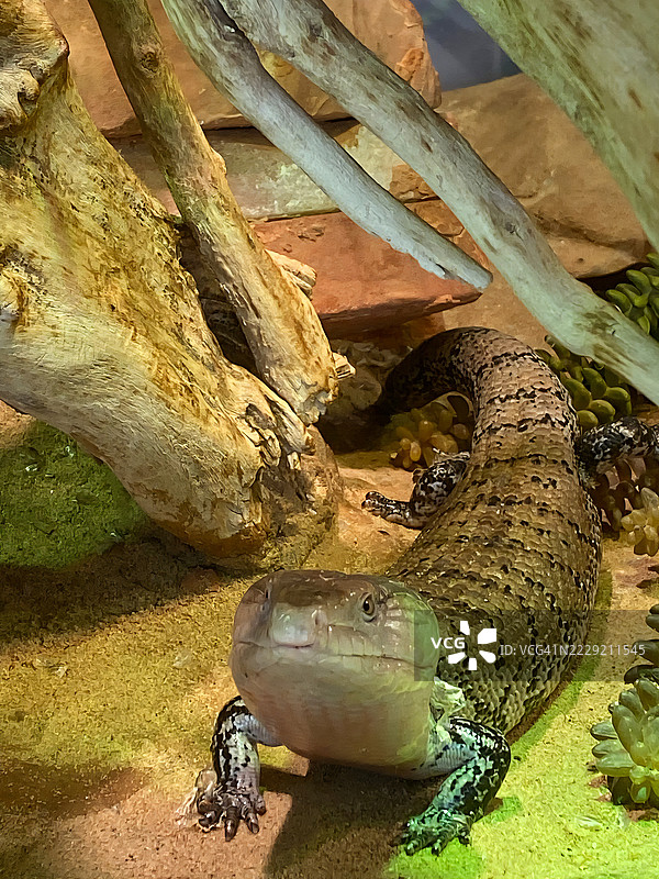 巨型蝾螈图片素材