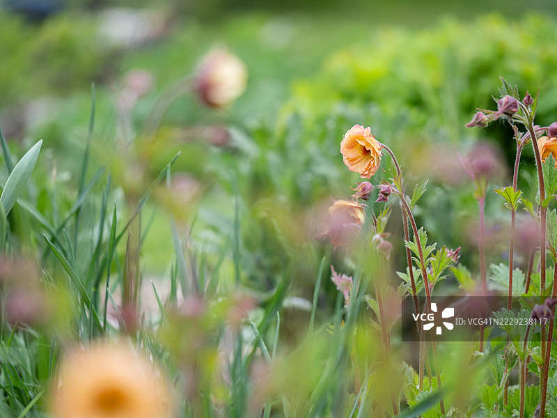 柔焦春季花园场景，盛开的橙色金盏花高高耸立在郁郁葱葱的绿叶之上，周围是模糊的花蕾和茎秆，营造出梦幻般的绘画氛围。图片素材