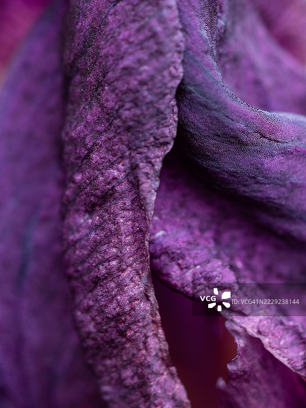 深紫色鸢尾花瓣的极限微距特写，突显其天鹅绒般的质感、丰富的色彩渐变和细致的褶皱，沐浴在柔和的自然光中。图片素材