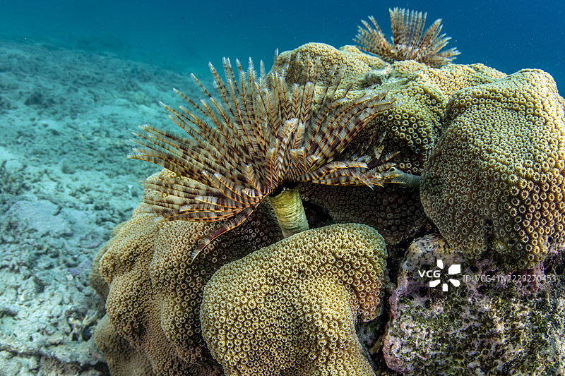 华丽的羽毛掸子。图片素材