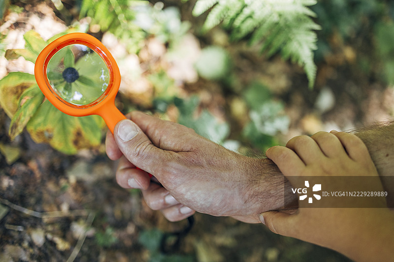 父亲和儿子用放大镜探索大自然图片素材