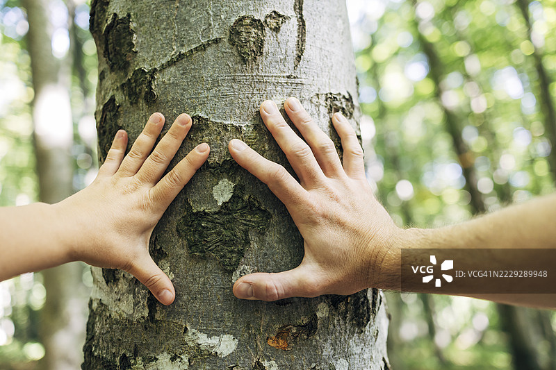两只手触摸森林中的树干，象征与自然的连接图片素材