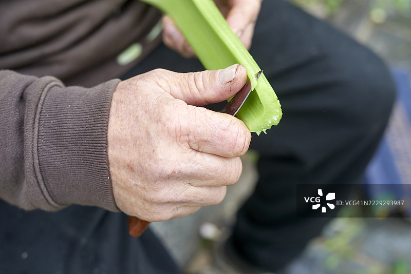 老农民用小刀削芹菜杆图片素材