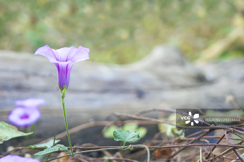 野生紫色钟形花紧贴地面生长图片素材