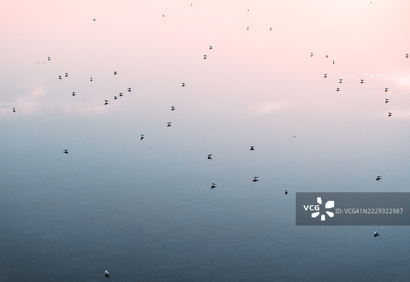 黄河上空俯瞰大雁在日落时分飞翔 / 中国山东图片素材