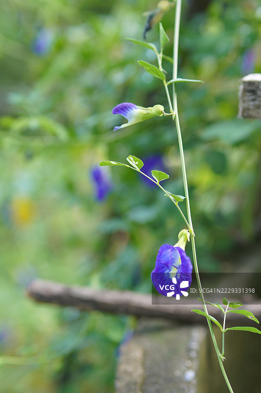 蓝色蝶豆花（Clitoria ternatea L.）在绿色模糊自然背景下的柔焦效果，盛开的藤本植物，生长在亚洲热带地区，单朵蓝色蝶豆花。图片素材