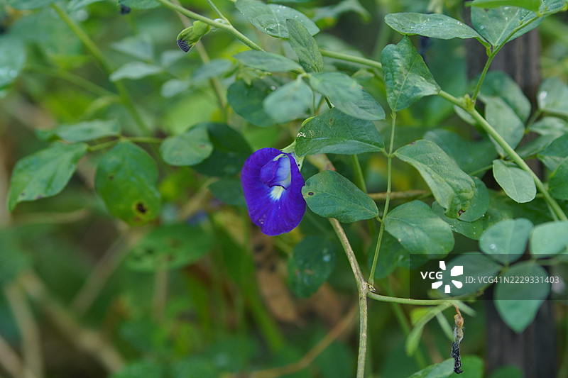 蓝色蝶豆花（Clitoria ternatea L.）在绿色模糊自然背景下的柔焦效果，盛开的藤本植物，生长在亚洲热带地区，单朵蓝色蝶豆花。图片素材