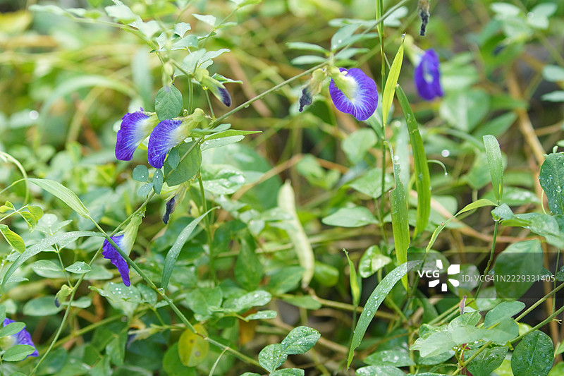 蓝色蝶豆花（Clitoria ternatea L.）在绿色模糊自然背景中柔焦，盛开的藤本植物，生长在亚洲热带地区，单朵蓝色蝶豆花。图片素材