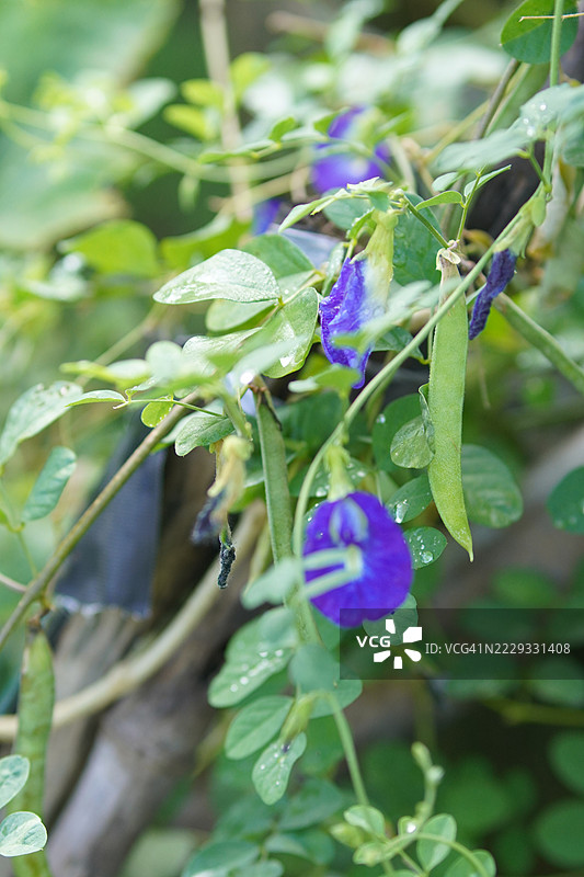 蓝色蝶豆花（Clitoria ternatea L.）在绿色模糊自然背景下的柔焦效果，盛开的藤本植物，生长在亚洲热带地区，单朵蓝色蝶豆花。图片素材
