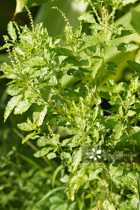 泰国圣罗勒（Ocimum tenuiflorum sanctum）或称为Tulsi kaphrao，直立生长，绿色的叶子，花朵在自然背景的花园中盛开。图片素材